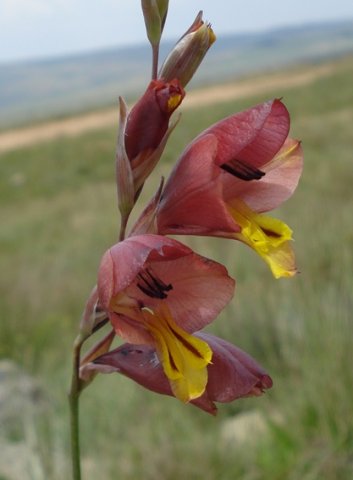 Gladiolus woodii bracts